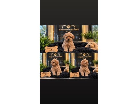 Dünyalar tatlışı toy poodle yavrumuz