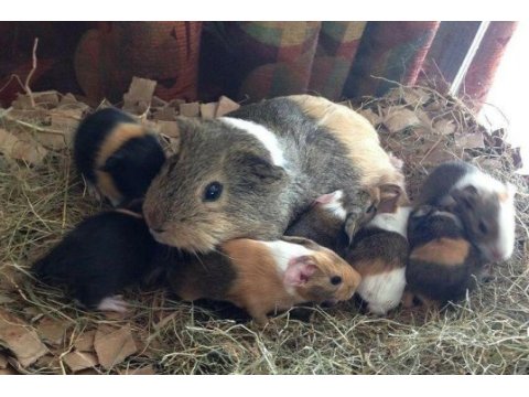 Guineapig yavrular aynı gün set halinde teslim edilir
