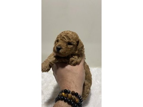 Tarçın renk ırk garantili dişi erkek poodle yavrular