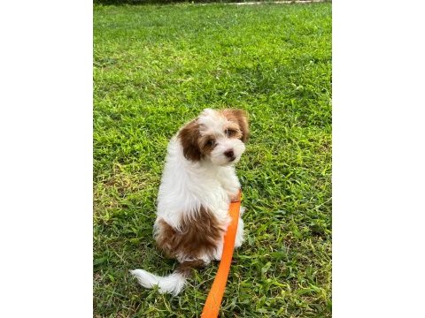 4 aylık maltipoo