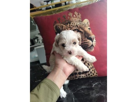Ankaranın en seçkin maltipoo yavruları