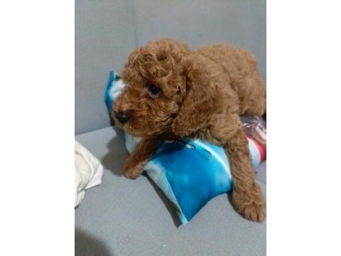 Sağlıklı poodle yavrular