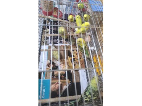 3 aylık yavru muhabbet kuşları