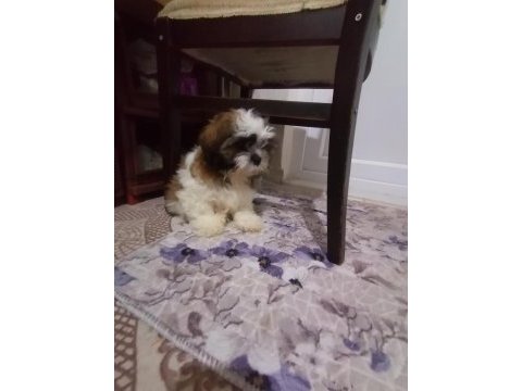 Yeni yıl şekerleri shih tzu yavrularımız