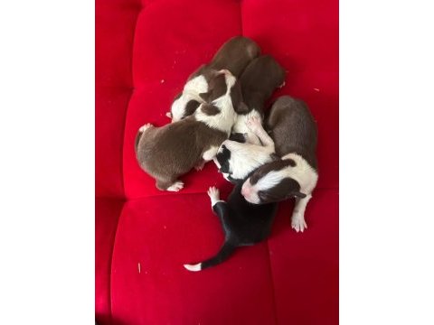 Şeker köpekler bunlar