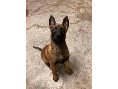 Hırs küpü belçika kurdu yavrular