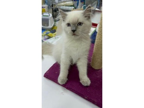 A kalite sağlıklı yavrular british shorthair