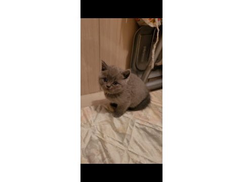 Top kafa ayıcık surat british shorthair