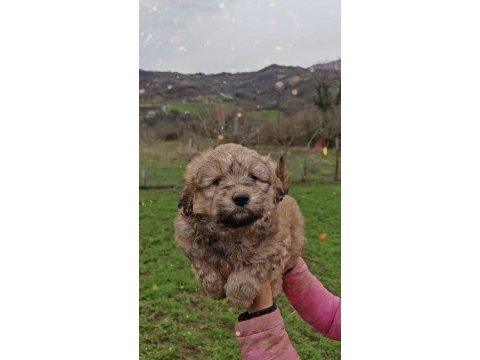 Maltipoo harika pofuduk yavrularımız