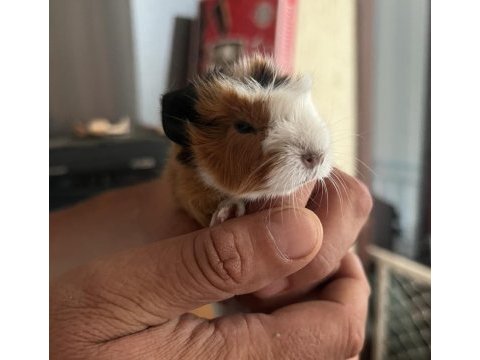 Sevimli guinea pig yavruları