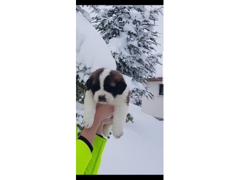 Mükemmel saint bernard böylesi yok