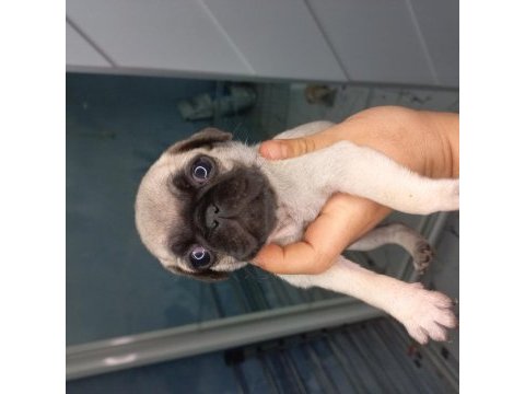 Pug yavruları