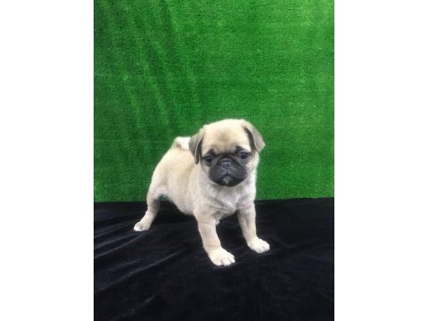 Irk ve sağlık garantili pug köpeği