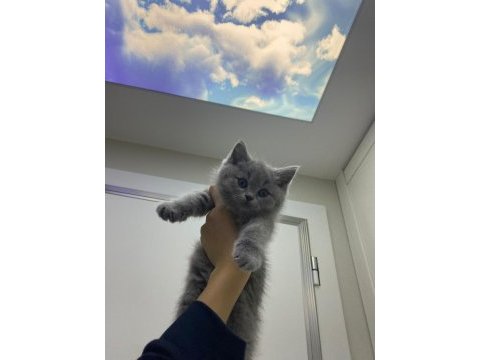 British longhair bebekler