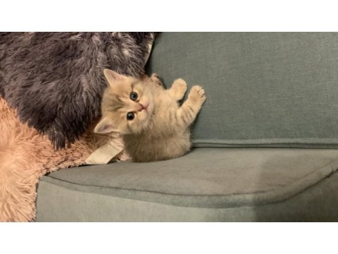4 tane scottish kedi yavrusu 2 dişi ve 1 erkek