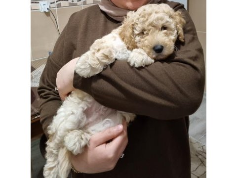 2 aylık poodle herkül