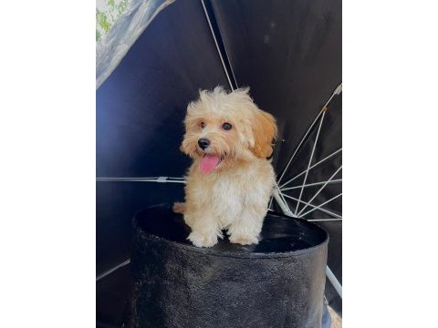 Orjinal maltipoo yavrular
