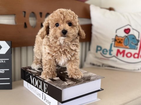Petmode den tea cup kore maltipoo yavrumuz