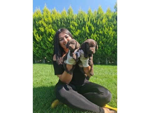 Safkan çikolata labrador yavrularım