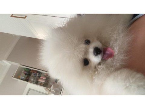 4.5 aylık pomeranian boo uyguna verilecek