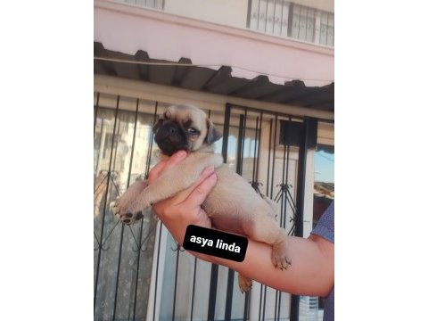 Pug mops bebekler