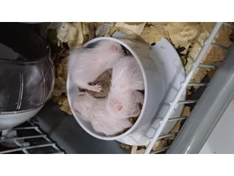 Suriye hamster yavrusu