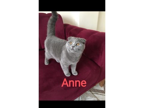 12 aylık scottish fold aşısı kimliği mevcut malzemesi