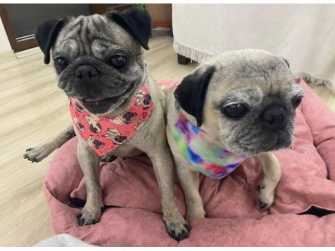 Pug kızlar