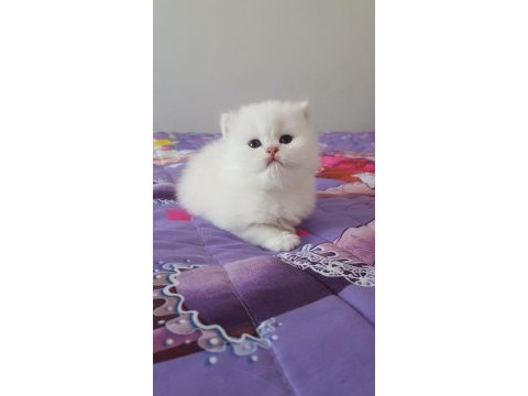 Kalite kediler tesadüf değildir