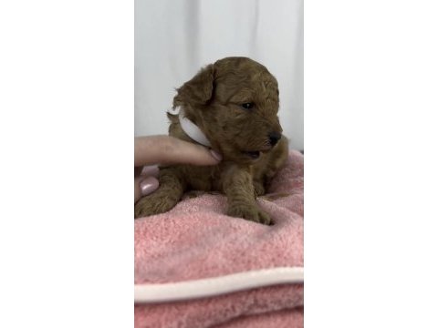 Toy podole köpeğimiz
