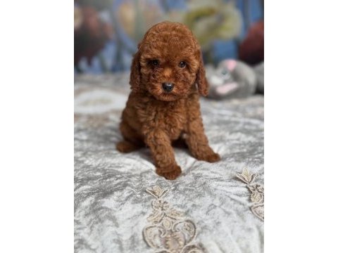 Efsane toy poodle yavruları 