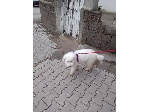 7 aylık maltipoo aşıları tam çipi var temel eğitimi var