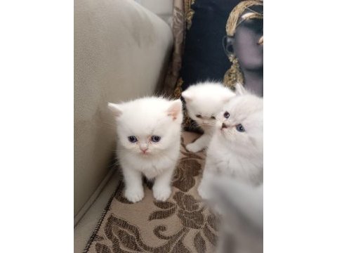British shorthair ve scottish fold yavrular