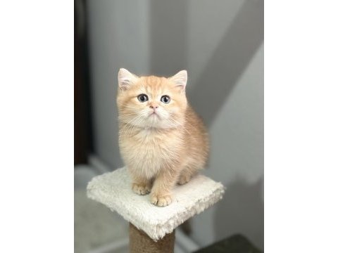 Golden iki aylık kedimiz