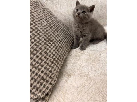 Saf ırk british shorthair yavrularım