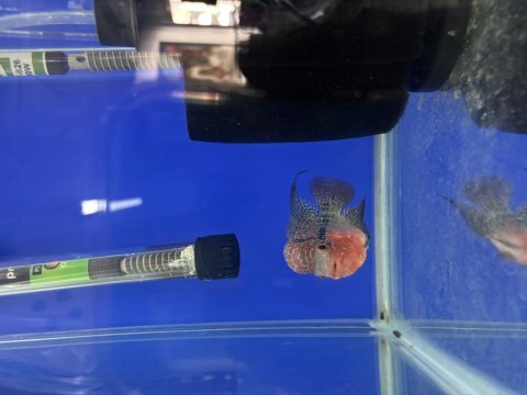 12 cm flowerhorn