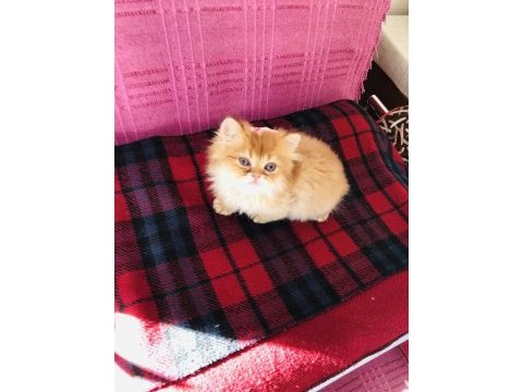 Dişi british longhair ny11 verilecektir