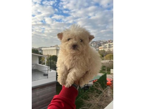 Maltipoo bebekler