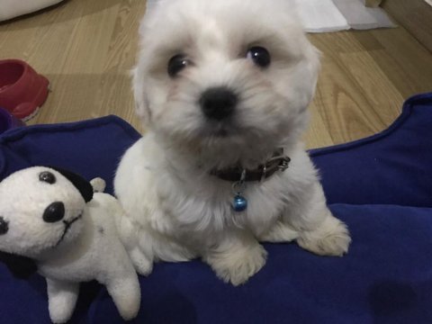 Maltese bebekler