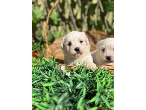 Kar beyaz maltese terrier yavrular