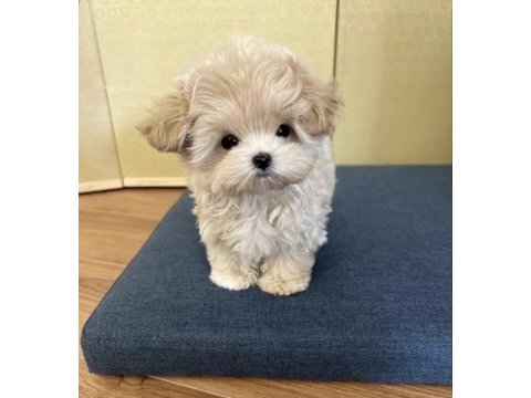 Yeni teacup maltipoo yavrumuz