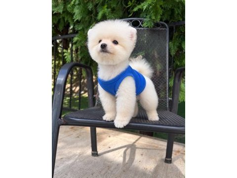 Orjinal pomeranian boo