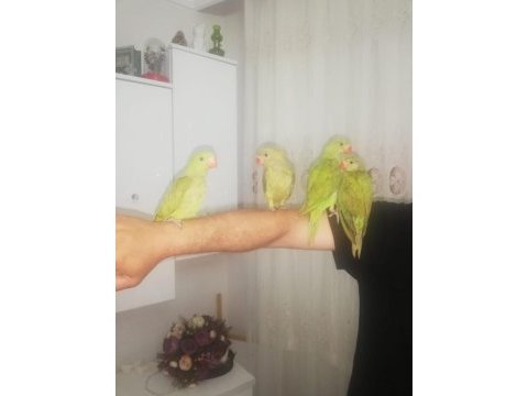 Ele kola alışık yavru pakistan bebekler