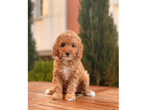 Red toy poodle yavrular