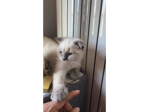 Scottish fold kızımıza acil yuva arayışındayız