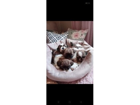 Sağlıklı üst kalite shih tzu yavrularımız