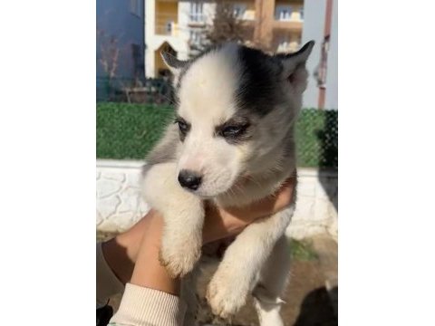 Husky yavrular dişi ve erkek mevcut
