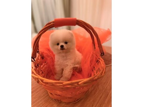 Baby pomeranian boo mini boy