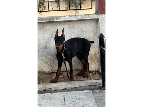 Dişi 5 aylık doberman tüm eşyalarıyla