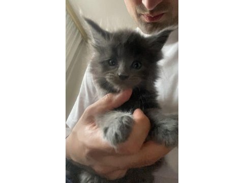 Dev xxxl kan maine coon yavrular